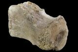 Ornithimimid Cervical Vertebra - Alberta (Disposition #-) #97051-3